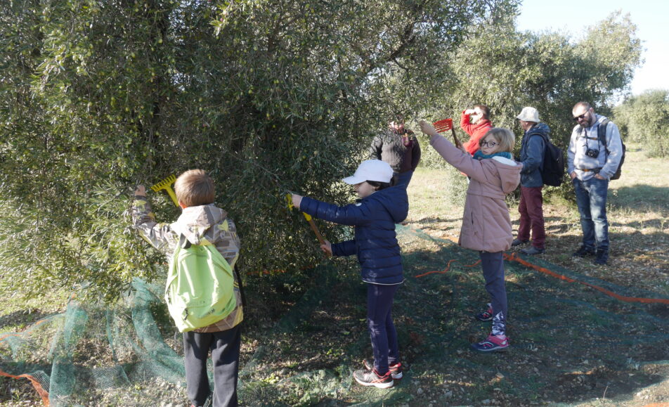 Balade récolte : Les olivades