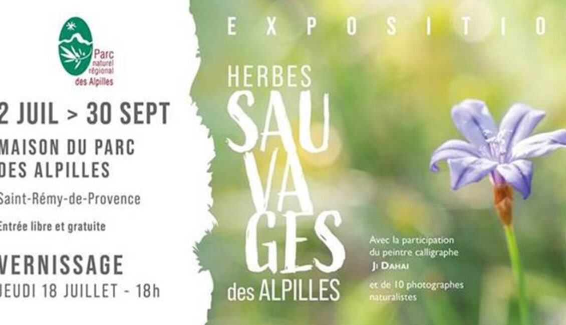 Exposition : Herbes sauvages des Alpilles