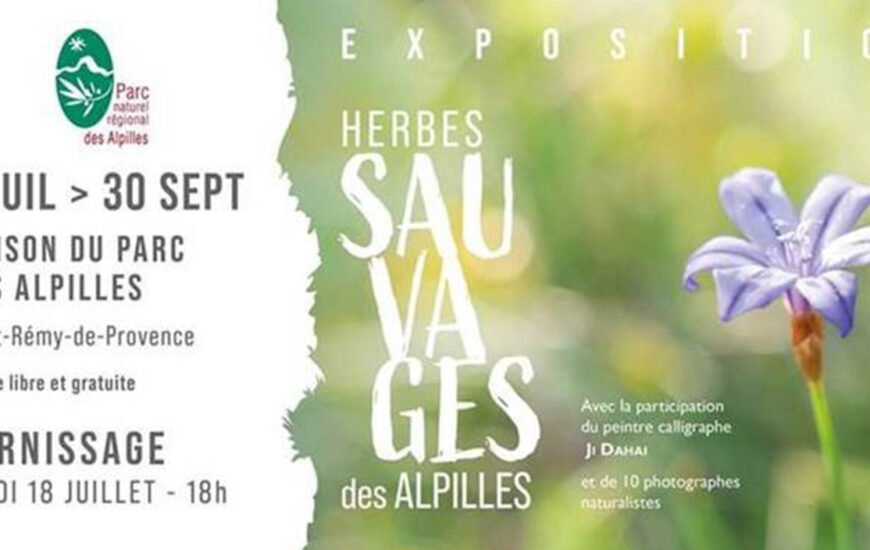 Exposition : Herbes sauvages des Alpilles