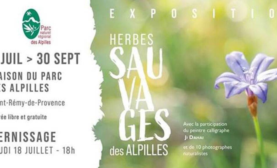 Exposition : Herbes sauvages des Alpilles