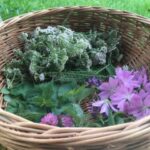 Les rendez-vous du Parc des Alpilles - Les bonnes 'mauvaises' herbes