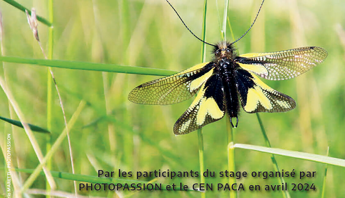 Zoom sur la biodiversité de la Petite Camargue