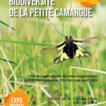 Zoom sur la biodiversité de la Petite Camargue