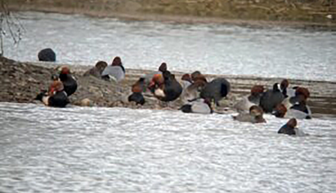 Les oiseaux de la Baisse de Raillon