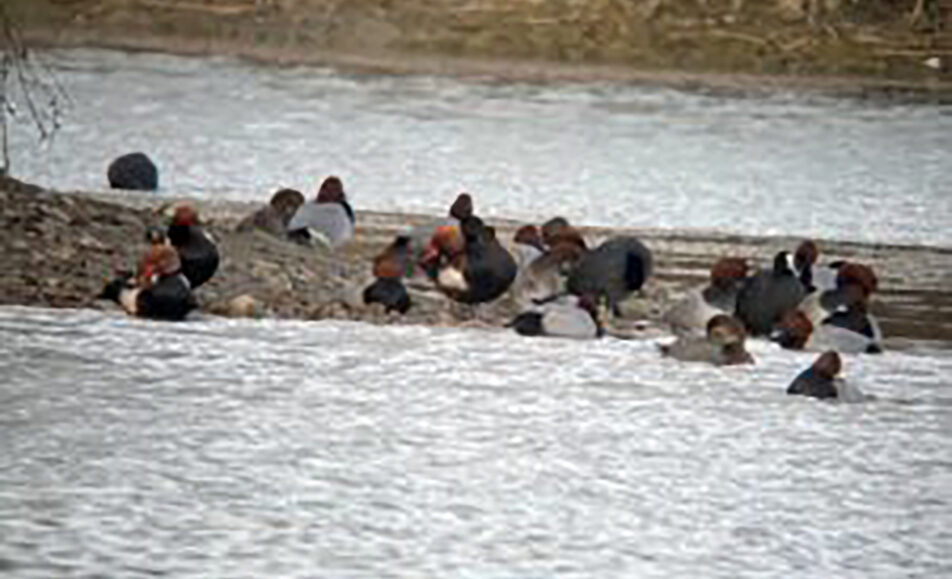 Les oiseaux de la Baisse de Raillon