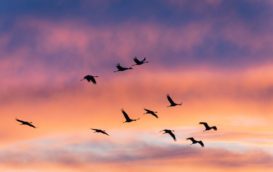 Stage de photographie de nature