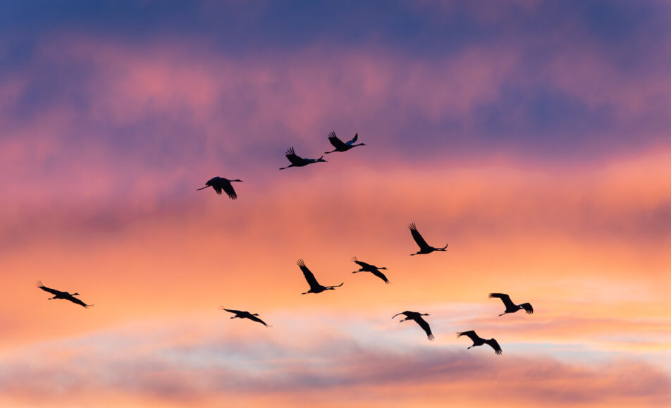 Stage de photographie de nature