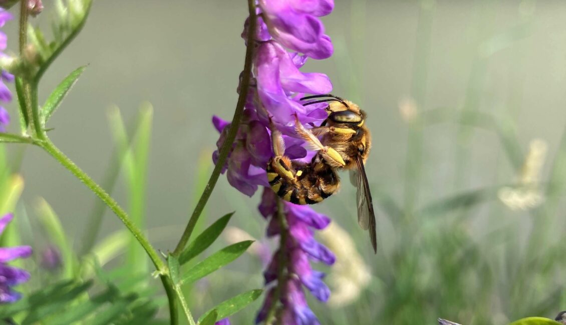 Dessine-moi une abeille... sauvage !