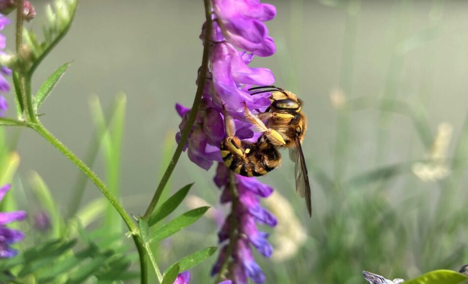 Dessine-moi une abeille... sauvage !