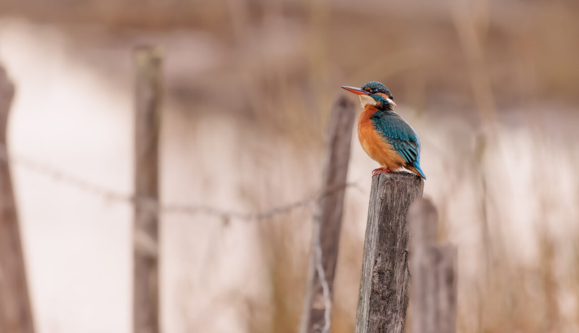 Les oiseaux des Marais de Beauchamp