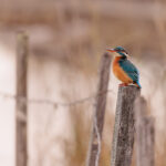 Les oiseaux des Marais de Beauchamp