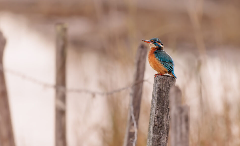 Les oiseaux des Marais de Beauchamp