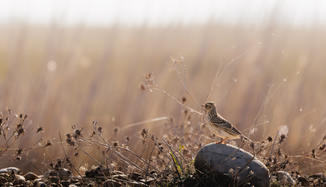 Visite de la Réserve naturelle des Coussouls de Crau