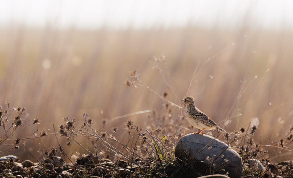 Visite de la Réserve naturelle des Coussouls de Crau